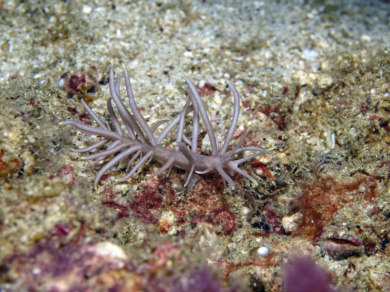 Nudibranch, Escarceo